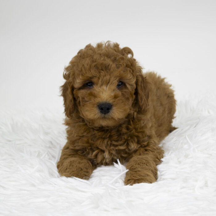 Max - Mini Goldendoodle puppy for sale