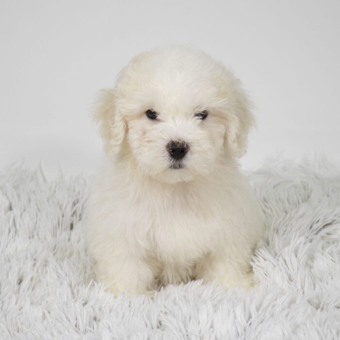 Shiro - Maltichon puppy for sale