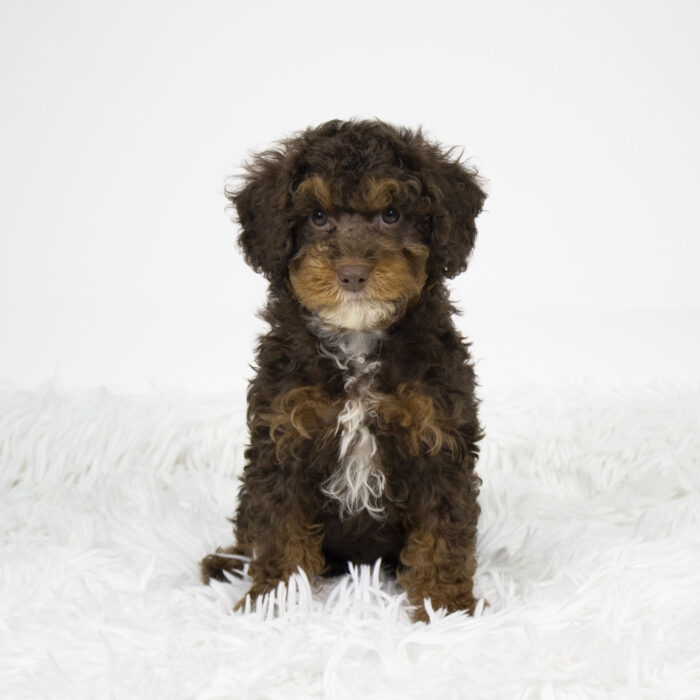 Hershey - Mini Bernadoodle 2nd Gen puppy for sale