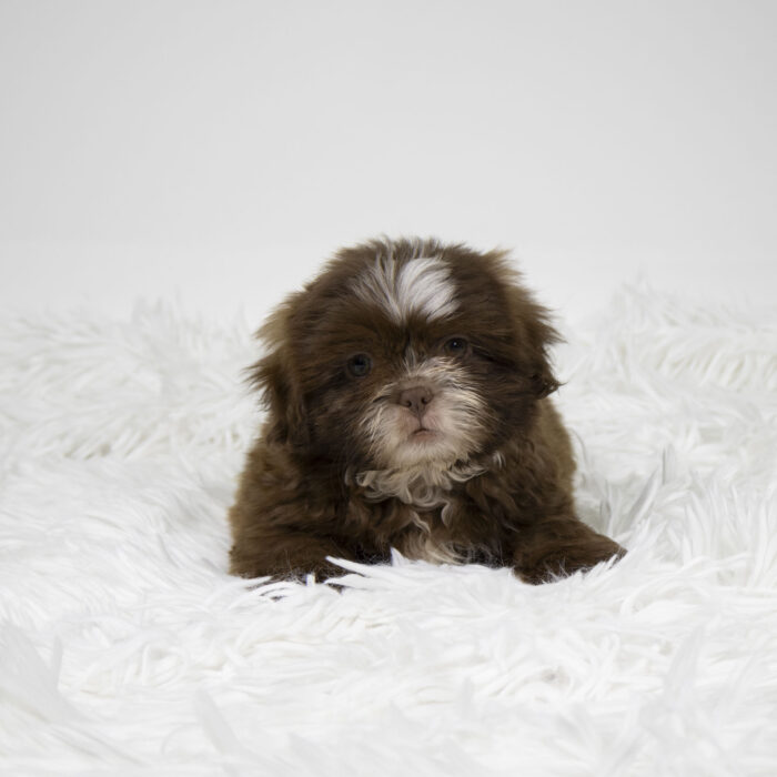 Chairo - Shih Tzu puppy for sale