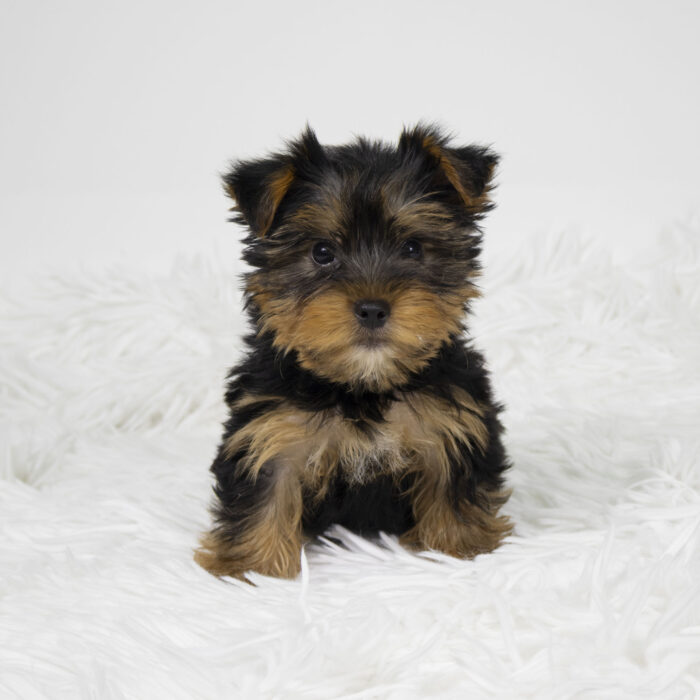 Kuzuri - Yorkshire Terrier puppy for sale