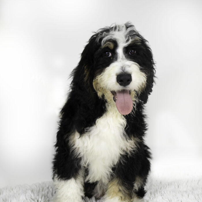 Cookie - Bernedoodle puppy for sale
