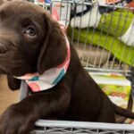 bringing-home-your-dream-puppy-2
