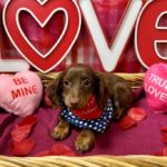 dog-love-languages-PL-3