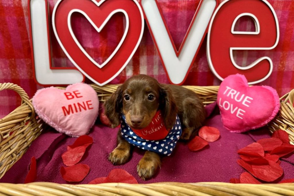 dog-love-languages-PL-3