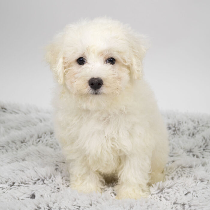 Daphne - Bichon Frise puppy for sale