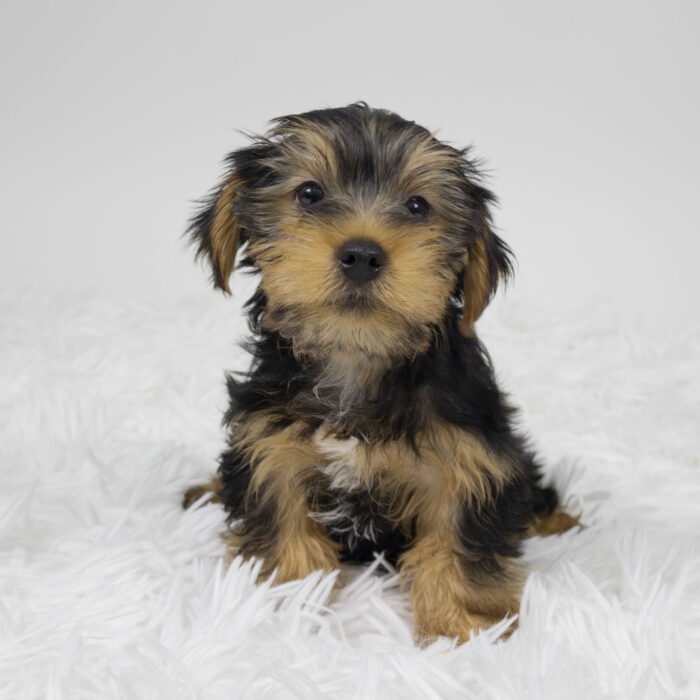 Shaggy - Yorkshire Terrier puppy for sale