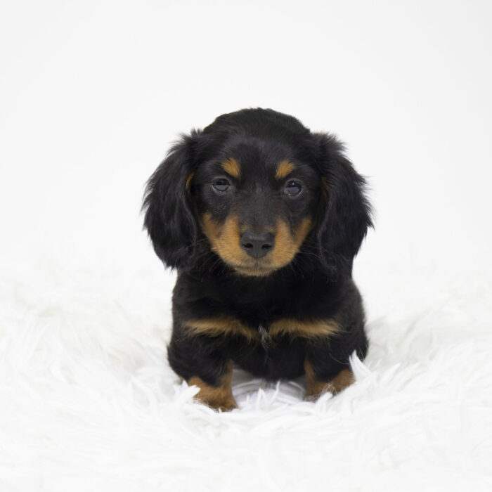 Badger - Dachshund puppy for sale