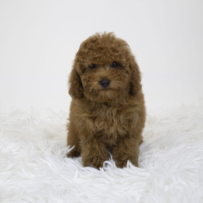Kanga - Poodle puppy for sale