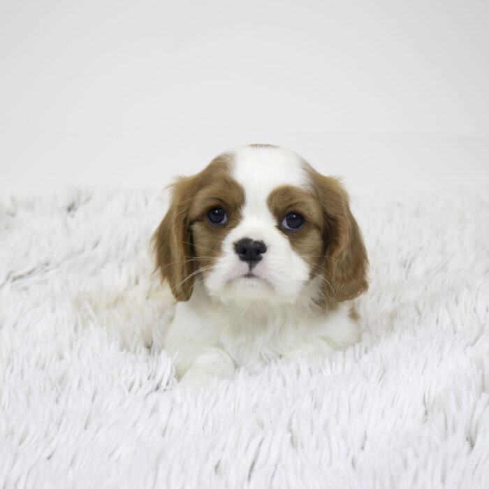 Salt - Cavalier King Charles Spaniel puppy for sale
