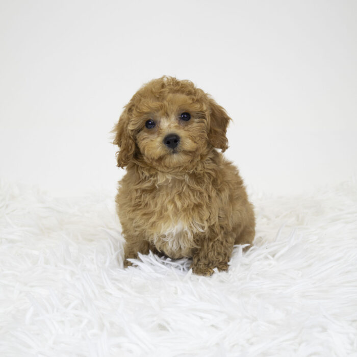 Pooh - Cavapoo puppy for sale