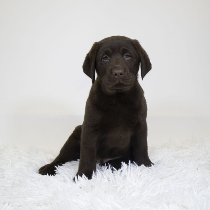 Otter - Labrador Retriever puppy for sale