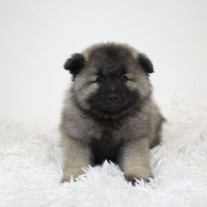 Petland Pembroke Pines Keeshond puppy available