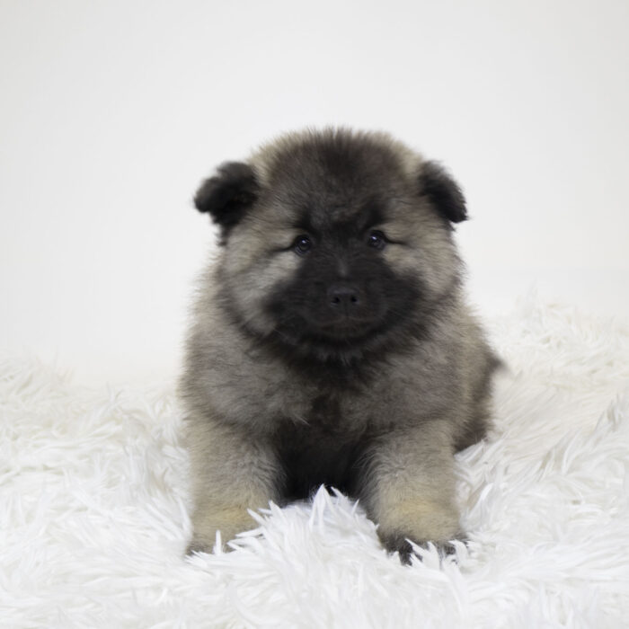 Gopher - Keeshond puppy for sale