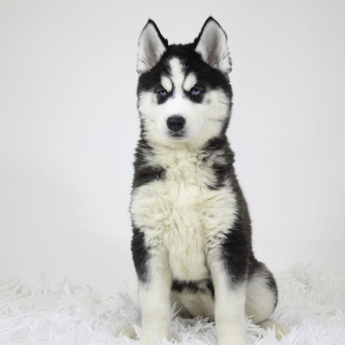 Woozie - Siberian Husky puppy for sale