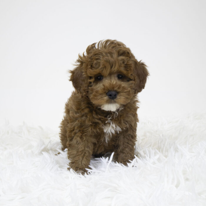 Winnie - Cavapoo puppy for sale