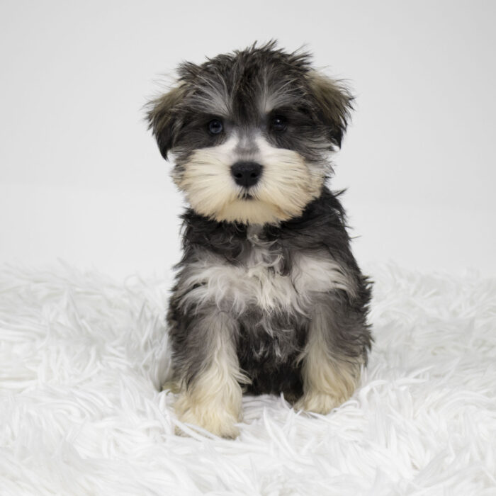 Pepper - Miniature Schnauzer puppy for sale