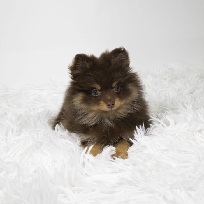 Peach - Pomeranian puppy for sale