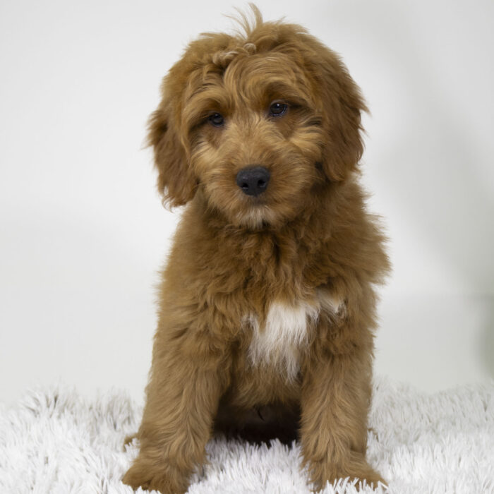Tigger - Goldendoodle Mini puppy for sale