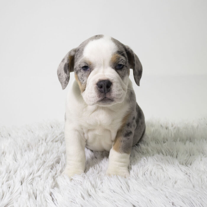 Piglet - Beabull 2nd Gen puppy for sale