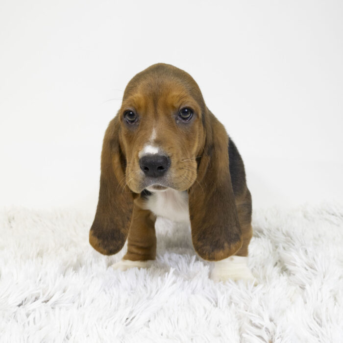 Luigi - Basset Hound puppy for sale