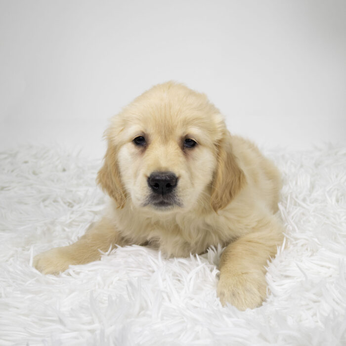 Zuma - Golden Retriever puppy for sale