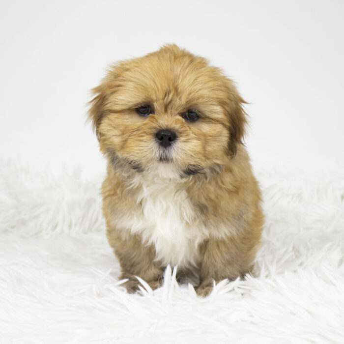 Timon - Lhasa Apso puppy for sale