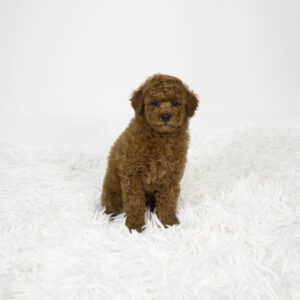 Petland Pembroke Pines Poodle puppy available