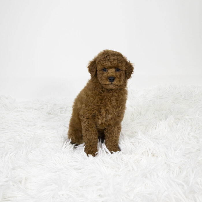 Carrot - Poodle puppy for sale