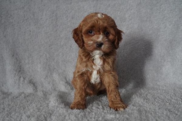 Goofy - Cock A Poo puppy for sale