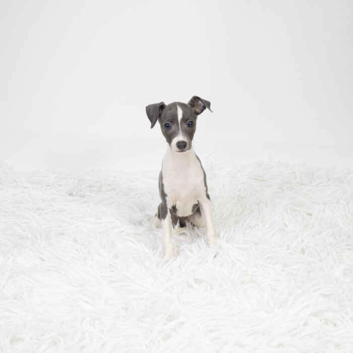Orbit - Italian Greyhound puppy for sale