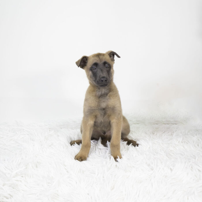 Bud - Belgian Malinois puppy for sale