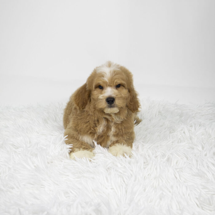 Robin - Goldendoodle puppy for sale