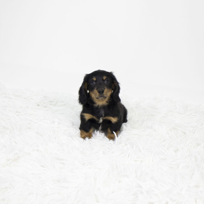 Chip - Dachshund puppy for sale