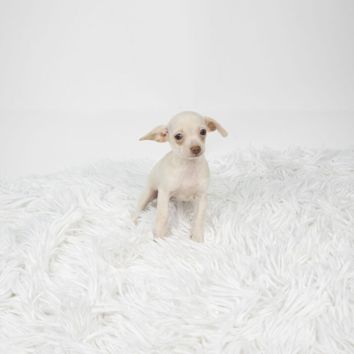  Chloe - Chihuahua puppy for sale