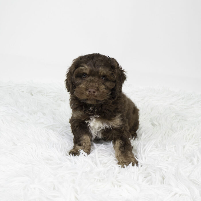 Hopper - Cock A Poo puppy for sale