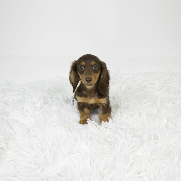 Hershey - Dachshund puppy for sale
