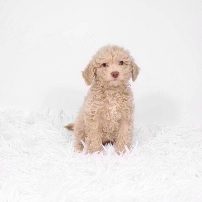 Ariel - Bichonpoo puppy for sale