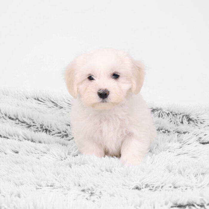 Stitch - Maltese/Coton de Tulear puppy for sale