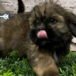 dog-personality-when-winter-ends