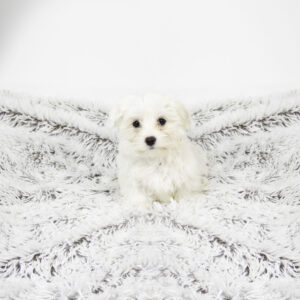 Petland Pembroke Pines Maltese puppy available