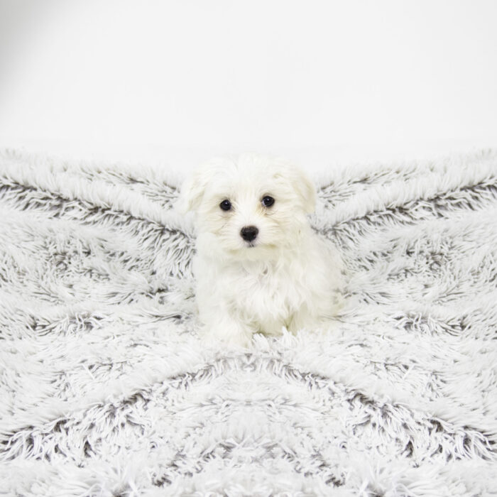 Elsa - Maltese puppy for sale