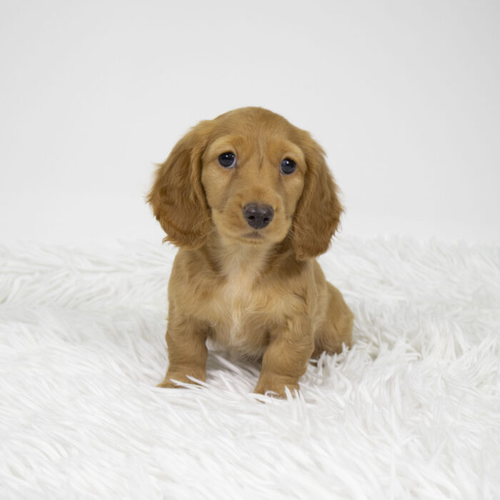 Paco - Dachshund puppy for sale