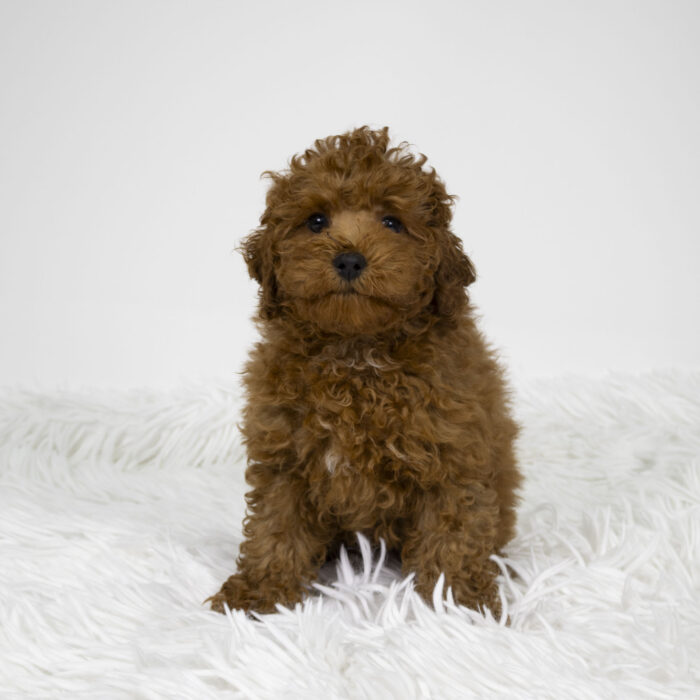 Amor - Poodle puppy for sale