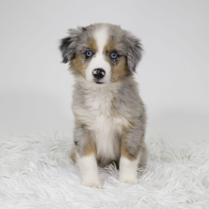 Max - Mini Australian Shepherd puppy for sale
