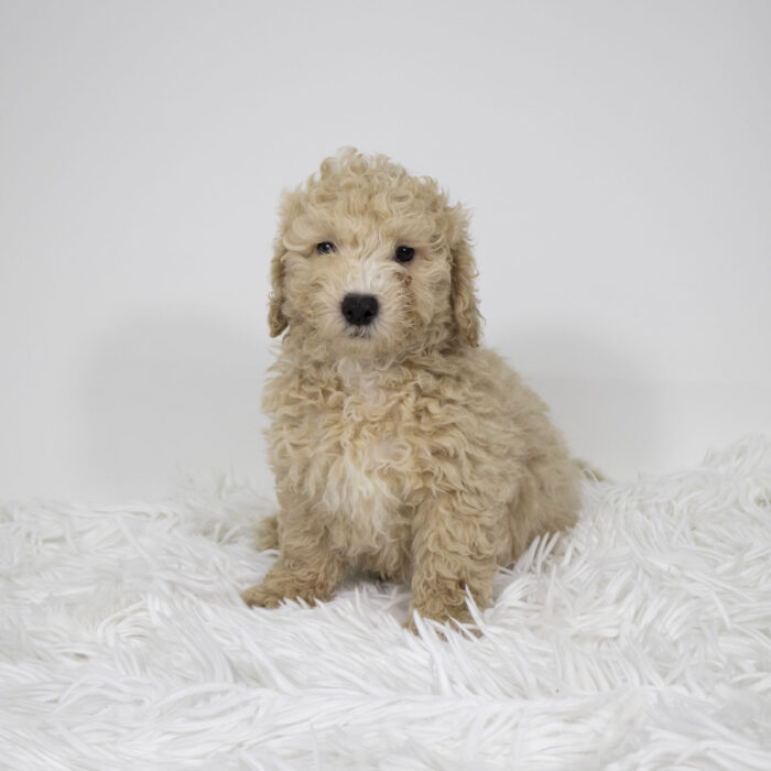 Dash - Bichonpoo puppy for sale