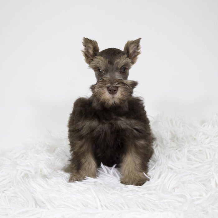 Toby - Miniature Schnauzer puppy for sale