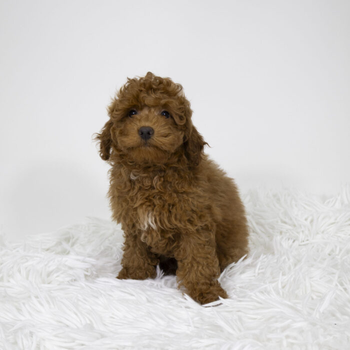 Rio - Poodle puppy for sale