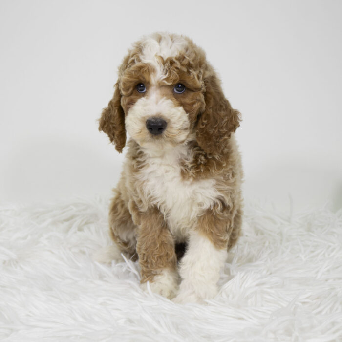 Patch - Goldendoodle Mini 2nd Gen puppy for sale