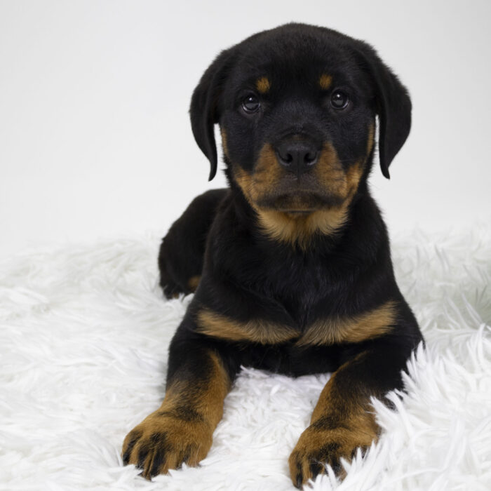 Tay - Rottweiler puppy for sale